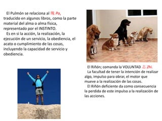 El Pulmón se relaciona al 魄 Po,
traducido en algunos libros, como la parte
material del alma o alma física,
representado por el INSTINTO.
Es en si la acción, la realización, la
ejecución de un servicio, la obediencia, el
acato o cumplimiento de las cosas,
incluyendo la capacidad de servicio y
obediencia.
El Riñón; comanda la VOLUNTAD 志 Zhi.
La facultad de tener la intención de realizar
algo, impulso para obrar, el motor que
mueve a la realización de las cosas.
El Riñón deficiente da como consecuencia
la perdida de este impulso a la realización de
las acciones.
 