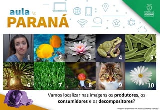 1
8
7
6
5
4
3
2
10
9
Imagens disponíveis em: https://pixabay.com/pt/
Vamos localizar nas imagens os produtores, os
consumidores e os decompositores?
 