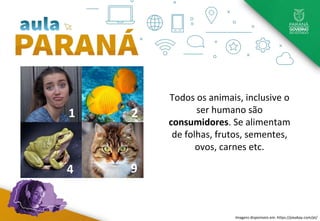 1
4
2
9
Todos os animais, inclusive o
ser humano são
consumidores. Se alimentam
de folhas, frutos, sementes,
ovos, carnes etc.
Imagens disponíveis em: https://pixabay.com/pt/
 