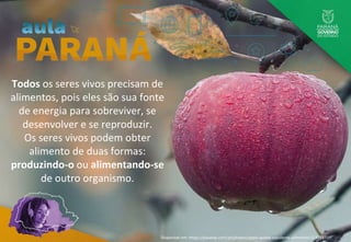 Todos os seres vivos precisam de
alimentos, pois eles são sua fonte
de energia para sobreviver, se
desenvolver e se reproduzir.
Os seres vivos podem obter
alimento de duas formas:
produzindo-o ou alimentando-se
de outro organismo.
Disponível em: https://pixabay.com/pt/photos/apple-queda-suculenta-alimentos-1122537/
 