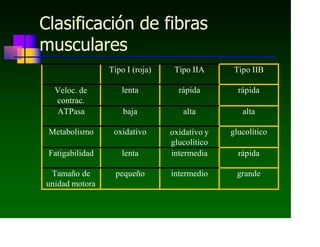 Clasificación de fibras
musculares
Tipo I (roja) Tipo IIA Tipo IIB
Veloc. de
contrac.
lenta rápida rápida
ATPasa baja alta alta
Metabolismo oxidativo oxidativo y
glucolítico
glucolítico
Fatigabilidad lenta intermedia rápida
Tamaño de
unidad motora
pequeño intermedio grande
 