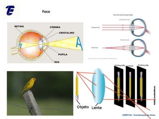 CEFET-RJ - Coordenação de Artes
Foco
 
