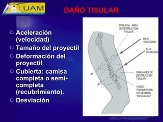 Aceleración
Aceleración
(velocidad)
(velocidad)
Tamaño del proyectil
Tamaño del proyectil
Deformación del
Deformación del
proyectil
proyectil
Cubierta: camisa
Cubierta: camisa
completa o semi-
completa o semi-
completa
completa
(recubrimiento).
(recubrimiento).
Desviación
Desviación
DAÑO TISULAR
 