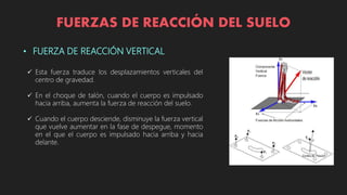 FUERZAS DE REACCIÓN DEL SUELO
• FUERZA DE REACCIÓN VERTICAL
 Esta fuerza traduce los desplazamientos verticales del
centro de gravedad.
 En el choque de talón, cuando el cuerpo es impulsado
hacia arriba, aumenta la fuerza de reacción del suelo.
 Cuando el cuerpo desciende, disminuye la fuerza vertical
que vuelve aumentar en la fase de despegue, momento
en el que el cuerpo es impulsado hacia arriba y hacia
delante.
 