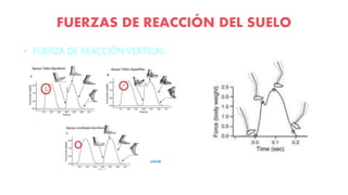 FUERZAS DE REACCIÓN DEL SUELO
• FUERZA DE REACCIÓN VERTICAL
 
