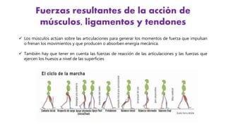 Fuerzas resultantes de la acción de
músculos, ligamentos y tendones
 Los músculos actúan sobre las articulaciones para generar los momentos de fuerza que impulsan
o frenan los movimientos y que producen o absorben energía mecánica.
 También hay que tener en cuenta las fuerzas de reacción de las articulaciones y las fuerzas que
ejercen los huesos a nivel de las superficies articulares.
 
