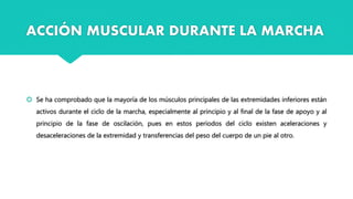 ACCIÓN MUSCULAR DURANTE LA MARCHA
 Se ha comprobado que la mayoría de los músculos principales de las extremidades inferiores están
activos durante el ciclo de la marcha, especialmente al principio y al final de la fase de apoyo y al
principio de la fase de oscilación, pues en estos períodos del ciclo existen aceleraciones y
desaceleraciones de la extremidad y transferencias del peso del cuerpo de un pie al otro.
 
