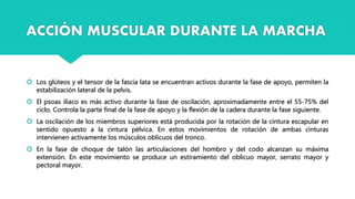  Los glúteos y el tensor de la fascia lata se encuentran activos durante la fase de apoyo, permiten la
estabilización lateral de la pelvis.
 El psoas ilíaco es más activo durante la fase de oscilación, aproximadamente entre el 55-75% del
ciclo. Controla la parte final de la fase de apoyo y la flexión de la cadera durante la fase siguiente.
 La oscilación de los miembros superiores está producida por la rotación de la cintura escapular en
sentido opuesto a la cintura pélvica. En estos movimientos de rotación de ambas cinturas
intervienen activamente los músculos oblicuos del tronco.
 En la fase de choque de talón las articulaciones del hombro y del codo alcanzan su máxima
extensión. En este movimiento se produce un estiramiento del oblicuo mayor, serrato mayor y
pectoral mayor.
ACCIÓN MUSCULAR DURANTE LA MARCHA
 