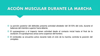  La porción posterior del deltoides presenta actividad alrededor del 30-55% del ciclo, durante el
balanceo del miembro superior hacia delante.
 El supraespinoso y el trapecio tienen actividad desde el contacto inicial hasta el final de la
oscilación. El supraespinoso actúa como suspensor del hombro.
 El romboides se encuentra activo durante todo el ciclo de la marcha; controla la posición del
omóplato
ACCIÓN MUSCULAR DURANTE LA MARCHA
 