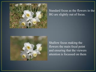 Standard focus as the flowers in the 
BG are slightly out of focus. 
Shallow focus making the 
flowers the main focal point 
and ensuring that the viewers 
attention is focussed on them 
 