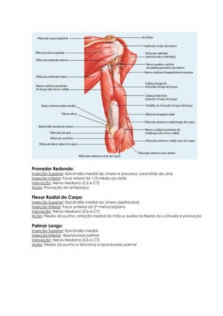 Pronador Redondo:
Inserção Superior: Epicôndilo medial do úmero e processo coronóide da ulna
Inserção Inferior: Face lateral do 1/3 médio do rádio
Inervação: Nervo Mediano (C6 e C7)
Ação: Pronação do antebraço
Flexor Radial do Carpo:
Inserção Superior: Epicôndilo medial do úmero (epitroclea)
Inserção Inferior: Face anterior do 2º metacarpiano
Inervação: Nervo Mediano (C6 e C7)
Ação: Flexão do punho, rotação medial da mão e auxilia na flexão do cotovelo e pronação
Palmar Longo:
Inserção Superior: Epicôndilo medial
Inserção Inferior: Aponeurose palmar
Inervação: Nervo Mediano (C6 e C7)
Ação: Flexão do punho e tenciona a aponeurose palmar
 