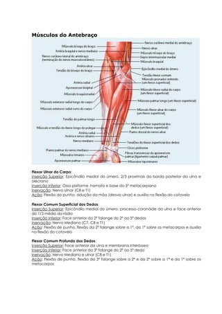 Músculos do Antebraço
Flexor Ulnar do Carpo:
Inserção Superior: Epicôndilo medial do úmero, 2/3 proximais da borda posterior da ulna e
olécrano
Inserção Inferior: Osso pisiforme, hamato e base do 5º metacarpiano
Inervação: Nervo Ulnar (C8 e T1)
Ação: Flexão do punho, adução da mão (desvio ulnar) e auxilia na flexão do cotovelo
Flexor Comum Superficial dos Dedos:
Inserção Superior: Epicôndilo medial do úmero, processo coronóide da ulna e face anterior
do 1/3 médio do rádio
Inserção Inferior: Face anterior da 2ª falange do 2º ao 5º dedos
Inervação: Nervo Mediano (C7, C8 e T1)
Ação: Flexão de punho, flexão da 2ª falange sobre a 1ª, da 1ª sobre os metacarpos e auxilia
na flexão do cotovelo
Flexor Comum Profundo dos Dedos:
Inserção Superior: Face anterior da ulna e membrana interóssea
Inserção Inferior: Face anterior da 3ª falange do 2º ao 5º dedo
Inervação: Nervo Mediano e ulnar (C8 e T1)
Ação: Flexão de punho, flexão da 3ª falange sobre a 2ª e da 2ª sobre a 1ª e da 1ª sobre os
metacarpos
 