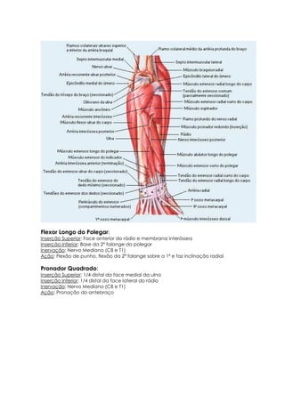 Flexor Longo do Polegar:
Inserção Superior: Face anterior do rádio e membrana interóssea
Inserção Inferior: Base da 2ª falange do polegar
Inervação: Nervo Mediano (C8 e T1)
Ação: Flexão de punho, flexão da 2ª falange sobre a 1ª e faz inclinação radial
Pronador Quadrado:
Inserção Superior: 1/4 distal da face medial da ulna
Inserção Inferior: 1/4 distal da face lateral do rádio
Inervação: Nervo Mediano (C8 e T1)
Ação: Pronação do antebraço
 