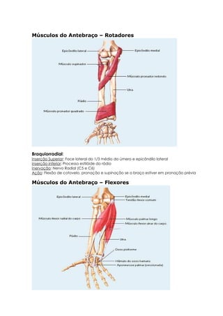 Músculos do Antebraço – Rotadores
Braquiorradial:
Inserção Superior: Face lateral do 1/3 médio do úmero e epicôndilo lateral
Inserção Inferior: Processo estilóide do rádio
Inervação: Nervo Radial (C5 e C6)
Ação: Flexão de cotovelo, pronação e supinação se o braço estiver em pronação prévia
Músculos do Antebraço – Flexores
 