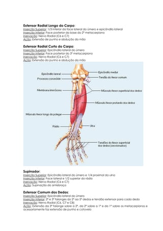 Extensor Radial Longo do Carpo:
Inserção Superior: 1/3 inferior da face lateral do úmero e epicôndilo lateral
Inserção Inferior: Face posterior da base do 2º metacarpiano
Inervação: Nervo Radial (C6 e C7)
Ação: Extensão de punho e abdução da mão
Extensor Radial Curto do Carpo:
Inserção Superior: Epicôndilo lateral do úmero
Inserção Inferior: Face posterior do 3º metacarpiano
Inervação: Nervo Radial (C6 e C7)
Ação: Extensão do punho e abdução da mão
Supinador:
Inserção Superior: Epicôndilo lateral do úmero e 1/4 proximal da ulna
Inserção Inferior: Face lateral e 1/2 superior do rádio
Inervação: Nervo Radial (C6 e C7)
Ação: Supinação do antebraço
Extensor Comum dos Dedos:
Inserção Superior: Epicôndilo lateral do úmero
Inserção Inferior: 2ª e 3ª falanges do 2º ao 5º dedos e tendão extensor para cada dedo
Inervação: Nervo Radial (C6, C7 e C8)
Ação: Extensão da 3ª falange sobre a 2ª, da 2ª sobre a 1ª e da 1ª sobre os metacarpianos e
acessoriamente faz extensão de punho e cotovelo
 