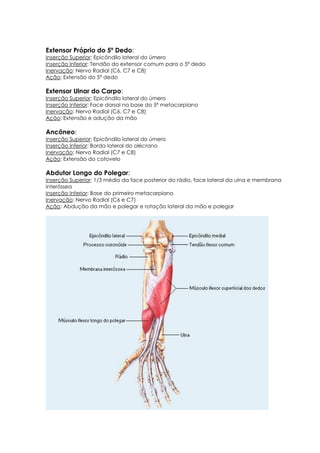 Extensor Próprio do 5º Dedo:
Inserção Superior: Epicôndilo lateral do úmero
Inserção Inferior: Tendão do extensor comum para o 5º dedo
Inervação: Nervo Radial (C6, C7 e C8)
Ação: Extensão do 5º dedo
Extensor Ulnar do Carpo:
Inserção Superior: Epicôndilo lateral do úmero
Inserção Inferior: Face dorsal na base do 5º metacarpiano
Inervação: Nervo Radial (C6, C7 e C8)
Ação: Extensão e adução da mão
Ancôneo:
Inserção Superior: Epicôndilo lateral do úmero
Inserção Inferior: Borda lateral do olécrano
Inervação: Nervo Radial (C7 e C8)
Ação: Extensão do cotovelo
Abdutor Longo do Polegar:
Inserção Superior: 1/3 médio da face posterior do rádio, face lateral da ulna e membrana
interóssea
Inserção Inferior: Base do primeiro metacarpiano
Inervação: Nervo Radial (C6 e C7)
Ação: Abdução da mão e polegar e rotação lateral da mão e polegar
 