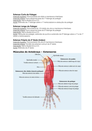 Extensor Curto do Polegar:
Inserção Superior: Face posterior do rádio e membrana interóssea
Inserção Inferior: Face dorsal da base da 1ª falange do polegar
Inervação: Nervo Radial (C6 e C7)
Ação: Extensão da 1ª falange sobre o 1º metacarpiano e abdução do polegar
Extensor Longo do Polegar:
Inserção Superior: Face lateral do 1/3 médio da ulna e membrana interóssea
Inserção Inferior: Face dorsal da base da 2ª falange do polegar
Inervação: Nervo Radial (C6 e C7)
Ação: Abdução do polegar, extensão do punho e extensão da 2ª falange sobre a 1ª e da 1ª
sobre o metacarpiano
Extensor Próprio do 2º Dedo (Index):
Inserção Superior: Face posterior da ulna e membrana interóssea
Inserção Inferior: Tendão do extensor comum do 2º dedo
Inervação: Nervo Radial (C6 e C7)
Ação: Extensão do 2º dedo
Músculos do Antebraço – Extensores
 