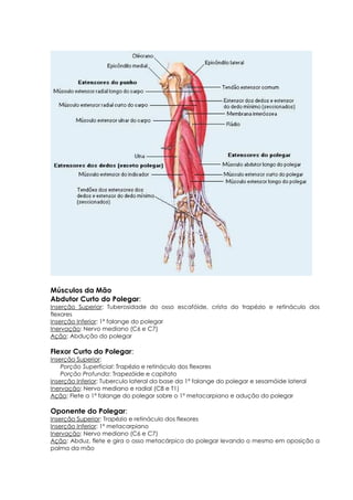 Músculos da Mão
Abdutor Curto do Polegar:
Inserção Superior: Tuberosidade do osso escafóide, crista do trapézio e retináculo dos
flexores
Inserção Inferior: 1ª falange do polegar
Inervação: Nervo mediano (C6 e C7)
Ação: Abdução do polegar
Flexor Curto do Polegar:
Inserção Superior:
Porção Superficial: Trapézio e retináculo dos flexores
Porção Profunda: Trapezóide e capitato
Inserção Inferior: Tuberculo lateral da base da 1ª falange do polegar e sesamóide lateral
Inervação: Nervo mediano e radial (C8 e T1)
Ação: Flete a 1ª falange do polegar sobre o 1º metacarpiano e adução do polegar
Oponente do Polegar:
Inserção Superior: Trapézio e retináculo dos flexores
Inserção Inferior: 1º metacarpiano
Inervação: Nervo mediano (C6 e C7)
Ação: Abduz, flete e gira o osso metacárpico do polegar levando o mesmo em oposição a
palma da mão
 