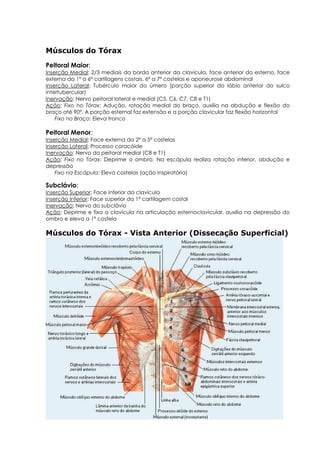 Músculos do Tórax
Peitoral Maior:
Inserção Medial: 2/3 mediais da borda anterior da clavícula, face anterior do esterno, face
externa da 1ª a 6ª cartilagens costais, 6ª a 7ª costelas e aponeurose abdominal
Inserção Lateral: Tubérculo maior do úmero (porção superior do lábio anterior do sulco
intertubercular)
Inervação: Nervo peitoral lateral e medial (C5, C6, C7, C8 e T1)
Ação: Fixo no Tórax: Adução, rotação medial do braço, auxilia na abdução e flexão do
braço até 90°. A porção esternal faz extensão e a porção clavicular faz flexão horizontal
Fixo no Braço: Eleva tronco
Peitoral Menor:
Inserção Medial: Face externa da 2ª a 5ª costelas
Inserção Lateral: Processo coracóide
Inervação: Nervo do peitoral medial (C8 e T1)
Ação: Fixo no Tórax: Deprime o ombro. Na escápula realiza rotação inferior, abdução e
depressão
Fixo na Escápula: Eleva costelas (ação inspiratória)
Subclávio:
Inserção Superior: Face inferior da clavícula
Inserção Inferior: Face superior da 1ª cartilagem costal
Inervação: Nervo do subclávio
Ação: Deprime e fixa a clavícula na articulação esternoclavicular, auxilia na depressão do
ombro e eleva a 1ª costela
Músculos do Tórax - Vista Anterior (Dissecação Superficial)
 
