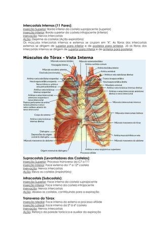 Intercostais Internos (11 Pares):
Inserção Superior: Borda inferior da costela suprajacente (superior)
Inserção Inferior: Borda superior da costela infrajacente (inferior)
Inervação: Nervos intercostais
Ação: Deprime as costelas (Ação expiratória)
Os músculos intercostais internos e externos se cruzam em "X". As fibras dos intercostais
externos se dirigem de superior para inferior e de posterior para anterior. Já as fibras dos
intercostais internos se dirigem de superior para inferior e de anterior para posterior.
Músculos do Tórax - Vista Interna
Supracostais (Levantadores das Costelas):
Inserção Superior: Processo transverso da C7 a T11
Inserção Inferior: Face externa da 1ª a 12ª costela
Inervação: Nervos intercostais
Ação: Eleva as costelas (inspiratório)
Infracostais (Subcostais):
Inserção Superior: Face interna da costela suprajacente
Inserção Inferior: Face interna da costela infrajacente
Inervação: Nervos intercostais
Ação: Abaixa as costelas, contribuindo para a expiração
Transverso do Tórax:
Inserção Medial: Face interna do esterno e processo xifóide
Inserção Lateral: Face interna da 2ª à 6ª costela
Inervação: Nervos intercostais
Ação: Reforço da parede torácica e auxiliar da expiração
 