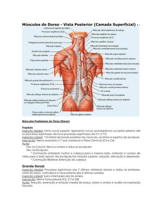 Músculos do Dorso - Vista Posterior (Camada Superficial) 1 –
Músculos Posteriores do Tórax (Dorso)
Trapézio:
Inserção Medial: Linha nucal superior, ligamento nucal, protuberância occipital externa até
os processos espinhosos da C6 e processos espinhosos da C7 a T12
Inserção Lateral: 1/3 lateral da borda posterior da clavícula, acrômio e espinha da escápula
Inervação: Nervo acessório (11º par craniano) e Plexo Cervical (C3 e C4)
Ação:
Fixo na Coluna: Eleva o ombro e aduz as escápulas
Fixo na Escápula:
* Contração Unilateral: Inclina a cabeça para o mesmo lado, rodando o campo de
visão para o lado oposto. Na escápula faz rotação superior, adução, elevação e depressão
* Contração Bilateral: Extenção da cabeça
Grande Dorsal:
Inserção Medial: Processos espinhosos das 7 últimas vértebras dorsais e todas as lombares,
crista do sacro, crista ilíaca e face externa das 4 últimas costelas
Inserção Lateral: Sulco intertubercular do úmero
Inervação: Nervo Toracodorsal (C6, C7 e C8)
Ação: Adução, extenção e rotação medial do braço, baixa o ombro e auxilia na inspiração
forçada
 