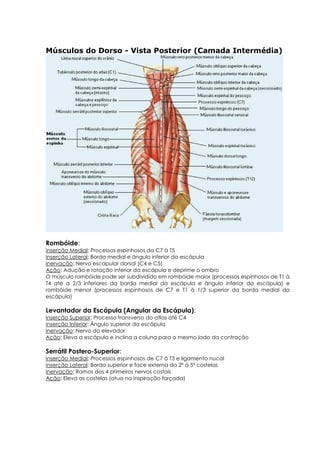Músculos do Dorso - Vista Posterior (Camada Intermédia)
Rombóide:
Inserção Medial: Processos espinhosos da C7 à T5
Inserção Lateral: Borda medial e ângulo inferior da escápula
Inervação: Nervo escapular dorsal (C4 e C5)
Ação: Adução e rotação inferior da escápula e deprime o ombro
O músculo rombóide pode ser subdividido em rombóide maior (processos espinhosos de T1 à
T4 até a 2/3 inferiores da borda medial da escápula e ângulo inferior da escápula) e
rombóide menor (processos espinhosos de C7 e T1 à 1/3 superior da borda medial da
escápula)
Levantador da Escápula (Angular da Escápula):
Inserção Superior: Processo transverso do atlas até C4
Inserção Inferior: Ângulo superior da escápula
Inervação: Nervo do elevador
Ação: Eleva a escápula e inclina a coluna para o mesmo lado da contração
Serrátil Postero-Superior:
Inserção Medial: Processos espinhosos de C7 à T3 e ligamento nucal
Inserção Lateral: Borda superior e face externa da 2ª à 5ª costelas
Inervação: Ramos dos 4 primeiros nervos costais
Ação: Eleva as costelas (atua na inspiração forçada)
 