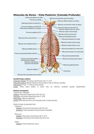 Músculos do Dorso - Vista Posterior (Camada Profunda)
Serrátil Postero-Inferior:
Inserção Medial: Processos espinhosos da T11 à L3
Inserção Lateral: Borda inferior e face externa das 4 últimas costelas
Inervação: 9º ao 11º nervos intercostais
Ação: Atrai para baixo e para trás as últimas costelas (ação expiratória)
Eretores da Espinha:
* Espinhal (+ Medial):
Origem: Processos Espinhosos de T10 a L2
Inserção: Processos Espinhosos de T1 a T8
Inervação: Nervos espinhais
Ação: Extensão do tronco e rotação para o lado oposto
Dorsal Longo (Longuíssemos):
Cabeça:
Origem: Processos transversos de C4 a T4
Inserção: Face posterior do processo mastóide
Pescoço:
Origem: Processos transversos de T1 a T4
Inserção: Processos transversos de C2 a C6
Tórax:
Origem: Face dorsal do sacro
 