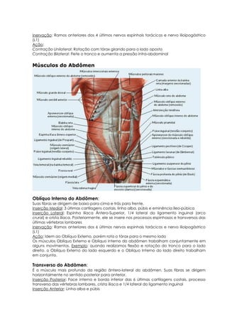 Inervação: Ramos anteriores dos 4 últimos nervos espinhais torácicos e nervo ilioipogástrico
(L1)
Ação:
Contração Unilateral: Rotação com tórax girando para o lado oposto
Contração Bilateral: Flete o tronco e aumenta a pressão intra-abdominal
Músculos do Abdômen
Oblíquo Interno do Abdômen:
Suas fibras se dirigem de baixo para cima e trás para frente.
Inserção Medial: 3 últimas cartilagens costais, linha alba, púbis e eminência íleo-púbica
Inserção Lateral: Espinha Ilíaca Ântero-Superior, 1/4 lateral do ligamento inguinal (arco
crural) e crista ilíaca. Posteriormente, ele se insere nos processos espinhosos e transversos das
últimas vértebras lombares
Inervação: Ramos anteriores dos 6 últimos nervos espinhais torácicos e nervo ilioipogástrico
(L1)
Ação: Idem ao Oblíquo Externo, porém rota o tórax para o mesmo lado
Os músculos Oblíquo Externo e Oblíquo Interno do abdômen trabalham conjuntamente em
alguns movimentos. Exemplo: quando realizamos flexão e rotação do tronco para o lado
direito, o Oblíquo Externo do lado esquerdo e o Oblíquo Interno do lado direito trabalham
em conjunto.
Transverso do Abdômen:
É o músculo mais profundo da região ântero-lateral do abdômen. Suas fibras se dirigem
horizontalmente no sentido posterior para anterior.
Inserção Posterior: Face interna e borda inferior das 6 últimas cartilagens costais, processo
transverso das vértebras lombares, crista ilíaca e 1/4 lateral do ligamento inguinal
Inserção Anterior: Linha alba e púbis
 