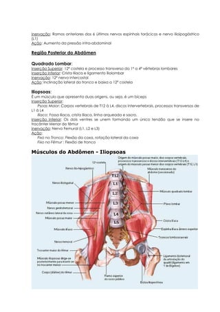 Inervação: Ramos anteriores dos 6 últimos nervos espinhais torácicos e nervo ilioipogástrico
(L1)
Ação: Aumento da pressão intra-abdominal
Região Posterior do Abdômen
Quadrado Lombar:
Inserção Superior: 12ª costela e processo transverso da 1ª a 4ª vértebras lombares
Inserção Inferior: Crista Ilíaca e ligamento íliolombar
Inervação: 12º nervo intercostal
Ação: Inclinação lateral do tronco e baixa a 12ª costela
Iliopsoas:
É um músculo que apresenta duas origens, ou seja, é um bíceps
Inserção Superior:
Psoas Maior: Corpos vertebrais de T12 à L4, discos intervertebrais, processos transversos de
L1 à L4
Ilíaco: Fossa ilíaca, crista ilíaca, linha arqueada e sacro.
Inserção Inferior: Os dois ventres se unem formando um único tendão que se insere no
trocânter Menor do fêmur
Inervação: Nervo Femural (L1, L2 e L3)
Ação:
Fixo no Tronco: Flexão da coxa, rotação lateral da coxa
Fixo no Fêmur : Flexão de tronco
Músculos do Abdômen - Iliopsoas
 