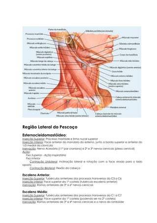 Região Lateral do Pescoço
Esternocleidomastóideo:
Inserção Superior: Processo mastóide e linha nucal superior
Inserção Inferior: Face anterior do manúbrio do esterno, junto a borda superior e anterior do
1/3 medial da clavícula
Inervação: Nervo Acessório (11º par craniano) e 2º e 3º nervos cervicais (plexo cervical)
Ação:
Fixo Superior - Ação inspiratória
Fixo Inferior
Contração Unilateral: Inclinação lateral e rotação com a face virada para o lado
oposto
Contração Bilateral: Flexão da cabeça
Escaleno Anterior:
Inserção Superior: Tubérculos anteriores dos processos transversos da C3 a C6
Inserção Inferior: Face superior da 1ª costela (tubérculo escaleno anterior)
Inervação: Ramos anteriores de 3º a 6º nervos cervicais
Escaleno Médio:
Inserção Superior: Tubérculos anteriores dos processos transversos da C1 a C7
Inserção Inferior: Face superior da 1ª costela (podendo ser na 2ª costela)
Inervação: Ramos anteriores de 3º a 4º nervos cervicais e o nervo do rombóide
 