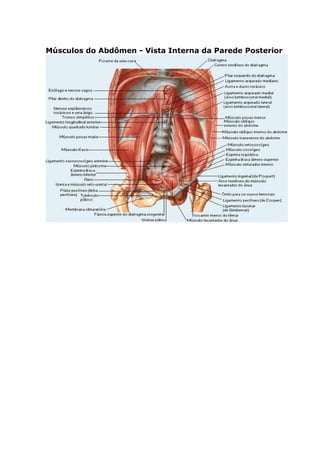Músculos do Abdômen - Vista Interna da Parede Posterior
 