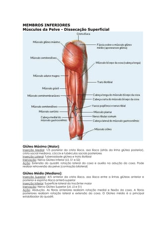 MEMBROS INFERIORES
Músculos da Pelve - Dissecação Superficial
Glúteo Máximo (Maior):
Inserção Medial: 1/5 posterior da crista ilíaca, asa ilíaca (atrás da linha glútea posterior),
crista sacral mediana, cóccix e tubérculos sacrais posteriores
Inserção Lateral: Tuberosidade glútea e trato iliotibial
Inervação: Nervo Glúteo Inferior (L5, S1 e S2)
Ação: Extensão do quadril, rotação lateral da coxa e auxilia na adução da coxa. Pode
realizar retroversão da pelve (contração bilateral)
Glúteo Médio (Mediano):
Inserção Superior: 4/5 anterior da crista ilíaca, asa ilíaca entre a linhas glúteas anterior e
posterior e espinha ilíaca anterô-superior
Inserção Inferior: Superfície lateral do trocânter maior
Inervação: Nervo Glúteo Superior (L4, L5 e S1)
Ação: Abdução. As fibras anteriores realizam rotação medial e flexão da coxa. A fibras
posteriores realizam rotação lateral e extensão da coxa. O Glúteo médio é o principal
estabilizador do quadril.
 