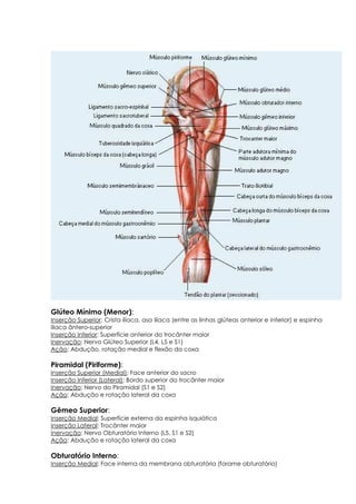 Glúteo Mínimo (Menor):
Inserção Superior: Crista ilíaca, asa ilíaca (entre as linhas glúteas anterior e inferior) e espinha
iliaca ântero-superior
Inserção Inferior: Superfície anterior do trocânter maior
Inervação: Nervo Glúteo Superior (L4, L5 e S1)
Ação: Abdução, rotação medial e flexão da coxa
Piramidal (Piriforme):
Inserção Superior (Medial): Face anterior do sacro
Inserção Inferior (Lateral): Bordo superior do trocânter maior
Inervação: Nervo do Piramidal (S1 e S2)
Ação: Abdução e rotação lateral da coxa
Gêmeo Superior:
Inserção Medial: Superfície externa da espinha isquiática
Inserção Lateral: Trocânter maior
Inervação: Nervo Obturatório Interno (L5, S1 e S2)
Ação: Abdução e rotação lateral da coxa
Obturatório Interno:
Inserção Medial: Face interna da membrana obturatória (forame obturatório)
 