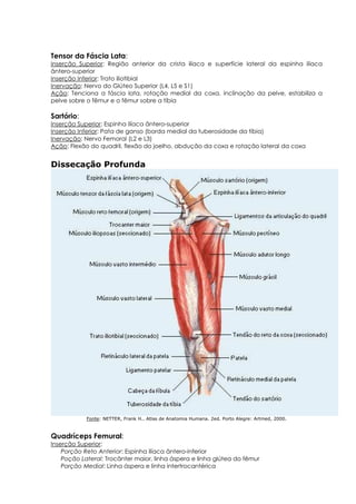 Tensor da Fáscia Lata:
Inserção Superior: Região anterior da crista ilíaca e superfície lateral da espinha ilíaca
ântero-superior
Inserção Inferior: Trato iliotibial
Inervação: Nervo do Glúteo Superior (L4, L5 e S1)
Ação: Tenciona a fáscia lata, rotação medial da coxa, inclinação da pelve, estabiliza a
pelve sobre o fêmur e o fêmur sobre a tíbia
Sartório:
Inserção Superior: Espinha ilíaca ântero-superior
Inserção Inferior: Pata de ganso (borda medial da tuberosidade da tíbia)
Inervação: Nervo Femoral (L2 e L3)
Ação: Flexão do quadril, flexão do joelho, abdução da coxa e rotação lateral da coxa
Dissecação Profunda
Fonte: NETTER, Frank H.. Atlas de Anatomia Humana. 2ed. Porto Alegre: Artmed, 2000.
Quadríceps Femural:
Inserção Superior:
Porção Reto Anterior: Espinha ilíaca ântero-inferior
Poção Lateral: Trocânter maior, linha áspera e linha glútea do fêmur
Porção Medial: Linha áspera e linha intertrocantérica
 