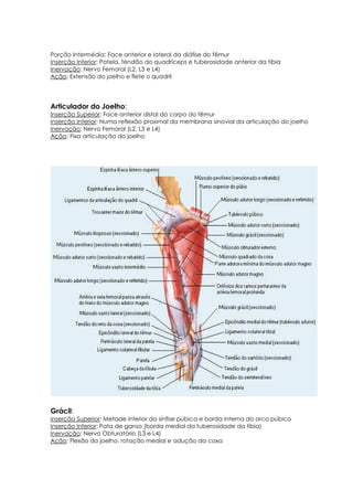 Porção Intermédia: Face anterior e lateral da diáfise do fêmur
Inserção Inferior: Patela, tendão do quadríceps e tuberosidade anterior da tíbia
Inervação: Nervo Femoral (L2, L3 e L4)
Ação: Extensão do joelho e flete o quadril
Articulador do Joelho:
Inserção Superior: Face anterior distal do corpo do fêmur
Inserção Inferior: Numa reflexão proximal da membrana sinovial da articulação do joelho
Inervação: Nervo Femoral (L2, L3 e L4)
Ação: Fixa articulação do joelho
Grácil:
Inserção Superior: Metade inferior da sínfise púbica e borda interna do arco púbico
Inserção Inferior: Pata de ganso (borda medial da tuberosidade da tíbia)
Inervação: Nervo Obturatório (L3 e L4)
Ação: Flexão do joelho, rotação medial e adução da coxa
 