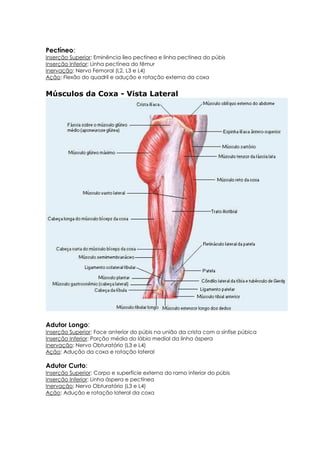 Pectíneo:
Inserção Superior: Eminência íleo pectínea e linha pectínea do púbis
Inserção Inferior: Linha pectínea do fêmur
Inervação: Nervo Femoral (L2, L3 e L4)
Ação: Flexão do quadril e adução e rotação externa da coxa
Músculos da Coxa - Vista Lateral
Adutor Longo:
Inserção Superior: Face anterior do púbis na união da crista com a sínfise púbica
Inserção Inferior: Porção média do lábio medial da linha áspera
Inervação: Nervo Obturatório (L3 e L4)
Ação: Adução da coxa e rotação lateral
Adutor Curto:
Inserção Superior: Corpo e superfície externa do ramo inferior do púbis
Inserção Inferior: Linha áspera e pectínea
Inervação: Nervo Obturatório (L3 e L4)
Ação: Adução e rotação lateral da coxa
 