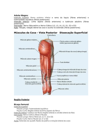 Adutor Magno:
Inserção Superior: Ramo pubiano inferior e ramo do ísquio (fibras anteriores) e
tuberosidade isquiática (fibras posteriores)
Inserção Inferior: Linha áspera (fibras anteriores) e tubérculo adutório (fibras
posteriores)
Inervação: Nervo Obturatório e Nervo Ciático (L2, L3, L4, L5, S1, S2 e S3)
Ação: Adução, rotação lateral da coxa e auxilia na extensão (fibras posteriores)
Músculos da Coxa - Vista Posterior Dissecação Superficial
Região Posterior
Bíceps Femural:
Inserção Superior:
Porção Longa: Tuberosidade isquiática
Poção Curta: Região lateral da linha áspera do fêmur
Inserção Inferior: Cabeça da fíbula (região lateral) e côndilo lateral da tíbia
Inervação: Nervo Ciático (Tibial e Fibular)
Porção Longa: Nervo Tibial (L4, L5, S1, S2 e S3)
Poção Curta: Nervo Fibular (L5, S1 e S2)
Ação: Extensão do quadril, flexão do joelho e rotação lateral da coxa
 