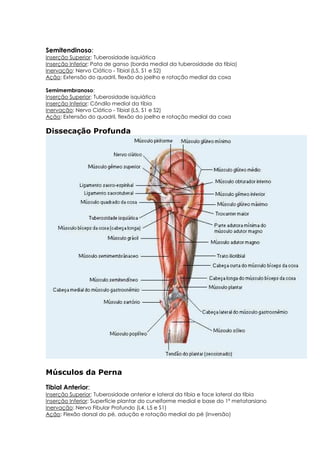 Semitendinoso:
Inserção Superior: Tuberosidade isquiática
Inserção Inferior: Pata de ganso (borda medial da tuberosidade da tíbia)
Inervação: Nervo Ciático - Tibial (L5, S1 e S2)
Ação: Extensão do quadril, flexão do joelho e rotação medial da coxa
Semimembranoso:
Inserção Superior: Tuberosidade isquiática
Inserção Inferior: Côndilo medial da tíbia
Inervação: Nervo Ciático - Tibial (L5, S1 e S2)
Ação: Extensão do quadril, flexão do joelho e rotação medial da coxa
Dissecação Profunda
Músculos da Perna
Tibial Anterior:
Inserção Superior: Tuberosidade anterior e lateral da tíbia e face lateral da tíbia
Inserção Inferior: Superfície plantar do cuneiforme medial e base do 1º metatarsiano
Inervação: Nervo Fibular Profundo (L4, L5 e S1)
Ação: Flexão dorsal do pé, adução e rotação medial do pé (inversão)
 