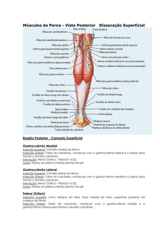 Músculos da Perna - Vista Posterior Dissecação Superficial
Região Posterior - Camada Superficial
Gastrocnêmio Medial:
Inserção Superior: Côndilo medial do fêmur
Inserção Inferior: Túber do calcâneo, unindo-se com o gastrocnêmio lateral e o solear para
formar o tendão calcâneo
Inervação: Nervo Ciático - Tibial (S1 e S2)
Ação: Flexão do joelho e flexão plantar do pé
Gastrocnêmio Lateral:
Inserção Superior: Côndilo lateral do fêmur
Inserção Inferior: Túber do calcâneo, unindo-se com o gastrocnêmio medial e o solear para
formar o tendão calcâneo
Inervação: Nervo Ciático - Tibial (S1 e S2)
Ação: Flexão do joelho e flexão plantar do pé
Solear (Sóleo):
Inserção Superior: Linha oblíqua da tíbia, face medial da tíbia, superfície posterior da
cabeça da fíbula
Inserção Inferior: Túber do calcâneo, unindo-se com o gastrocnêmio medial e o
gastrocnêmio lateral para formar o tendão calcâneo
 