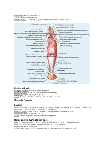 Inervação: Nervo Tibial (S1 e S2)
Ação: Flexão plantar do pé
OBSERVAÇÃO: O solear e os gastrocnêmios formam o Tríceps Sural
Plantar Delgado:
Inserção Superior: Côndilo lateral do fêmur
Inserção Inferior: Túber do calcâneo (medialmente)
Inervação: Nervo Tibial (L4, L5 e S1)
Ação: Auxilia na flexão plantar do pé e flexão de joelho
Camada Profunda
Poplíteo:
Inserção Superior: Superfície lateral do côndilo lateral do fêmur e do menisco medial e
dentro da cápsula fibrosa da articulação do joelho
Inserção Inferior: Linha oblíqua da tíbia e face posterior proximal da tíbia
Inervação: Nervo Tibial (L4, L5 e S1)
Ação: Flexão do joelho e rotação medial da perna
Flexor Comum (Longo) dos Dedos:
Inserção Superior: Linha oblíqua da tíbia e 1/3 médio da face posterior da tíbia
Inserção Inferior: Base da 3ª falange (distal) do 2º ao 5º dedos
Inervação: Nervo Tibial (L5 e S1)
Ação: Flexão da 3ª, 2ª e 1ª falanges, flexão plantar e rotação medial do pé
 