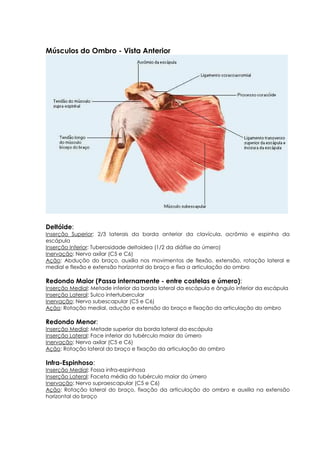 Músculos do Ombro - Vista Anterior
Deltóide:
Inserção Superior: 2/3 laterais da borda anterior da clavícula, acrômio e espinha da
escápula
Inserção Inferior: Tuberosidade deltoidea (1/2 da diáfise do úmero)
Inervação: Nervo axilar (C5 e C6)
Ação: Abdução do braço, auxilia nos movimentos de flexão, extensão, rotação lateral e
medial e flexão e extensão horizontal do braço e fixa a articulação do ombro
Redondo Maior (Passa internamente - entre costelas e úmero):
Inserção Medial: Metade inferior da borda lateral da escápula e ângulo inferior da escápula
Inserção Lateral: Sulco intertubercular
Inervação: Nervo subescapular (C5 e C6)
Ação: Rotação medial, adução e extensão do braço e fixação da articulação do ombro
Redondo Menor:
Inserção Medial: Metade superior da borda lateral da escápula
Inserção Lateral: Face inferior do tubérculo maior do úmero
Inervação: Nervo axilar (C5 e C6)
Ação: Rotação lateral do braço e fixação da articulação do ombro
Infra-Espinhoso:
Inserção Medial: Fossa infra-espinhosa
Inserção Lateral: Faceta média do tubérculo maior do úmero
Inervação: Nervo supraescapular (C5 e C6)
Ação: Rotação lateral do braço, fixação da articulação do ombro e auxilia na extensão
horizontal do braço
 