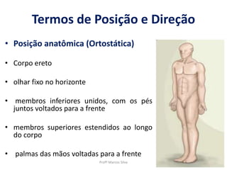 Termos de Posição e Direção
• Posição anatômica (Ortostática)
• Corpo ereto
• olhar fixo no horizonte
• membros inferiores unidos, com os pés
juntos voltados para a frente
• membros superiores estendidos ao longo
do corpo
• palmas das mãos voltadas para a frente
Profº Marcos Silva
 