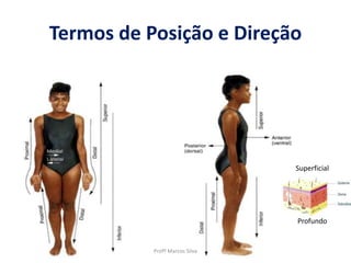 Termos de Posição e Direção
Profº Marcos Silva
Superficial
Profundo
 