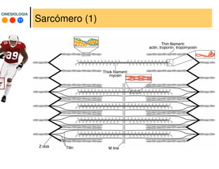 11
CINESIOLOGIACINESIOLOGIA
Sarcómero (1)
 