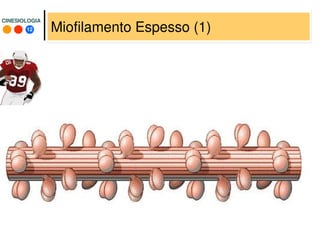 12
CINESIOLOGIACINESIOLOGIA
Miofilamento Espesso (1)
 
