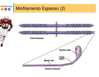 13
CINESIOLOGIACINESIOLOGIA
Miofilamento Espesso (2)
 