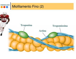 14
CINESIOLOGIACINESIOLOGIA
Miofilamento Fino (2)
Troponina
Actina
Tropomiosina
 