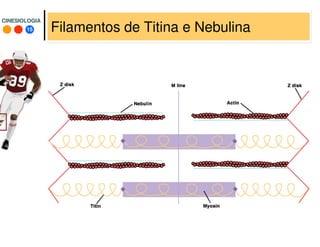 15
CINESIOLOGIACINESIOLOGIA
Filamentos de Titina e Nebulina
 