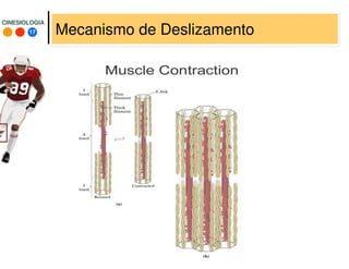 17
CINESIOLOGIACINESIOLOGIA
Mecanismo de Deslizamento
 