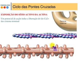 18
CINESIOLOGIACINESIOLOGIA
Ciclo das Pontes Cruzadas
EXPOSIÇÃO DO SÍTIO ACTIVO DA ACTINA
Um potencial de acção induz a libertação do ião Ca2+
das cisterna terminal
 
